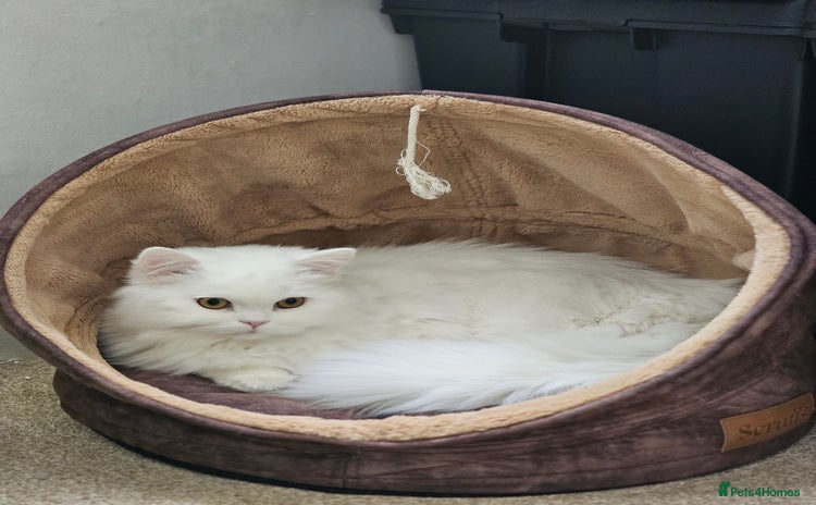 British Longhair cats - Advert 6