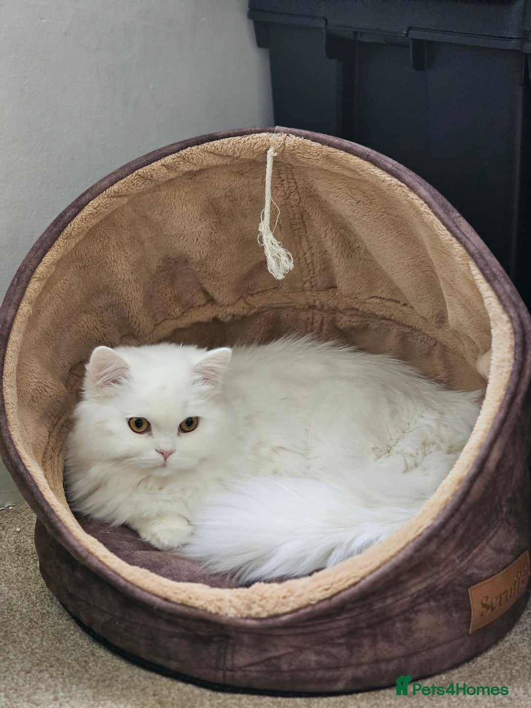 British Longhair cats for sale: British long hair pure white beautiful soul - Image 1