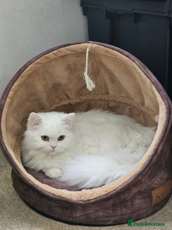 British Longhair cats - Advert 8
