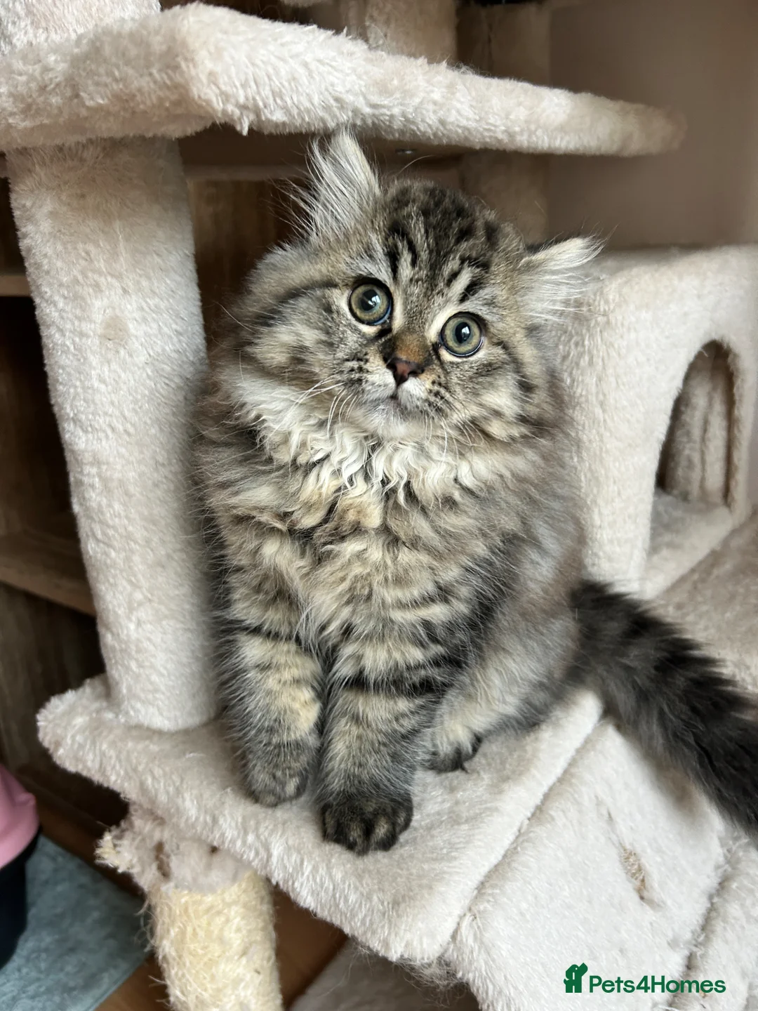 Persian cats for sale: Beautiful Blue Smoked Persian Kitten - Advert 1