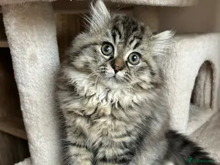 Persian cats Beautiful Blue Smoked Persian Kitten - Advert 1