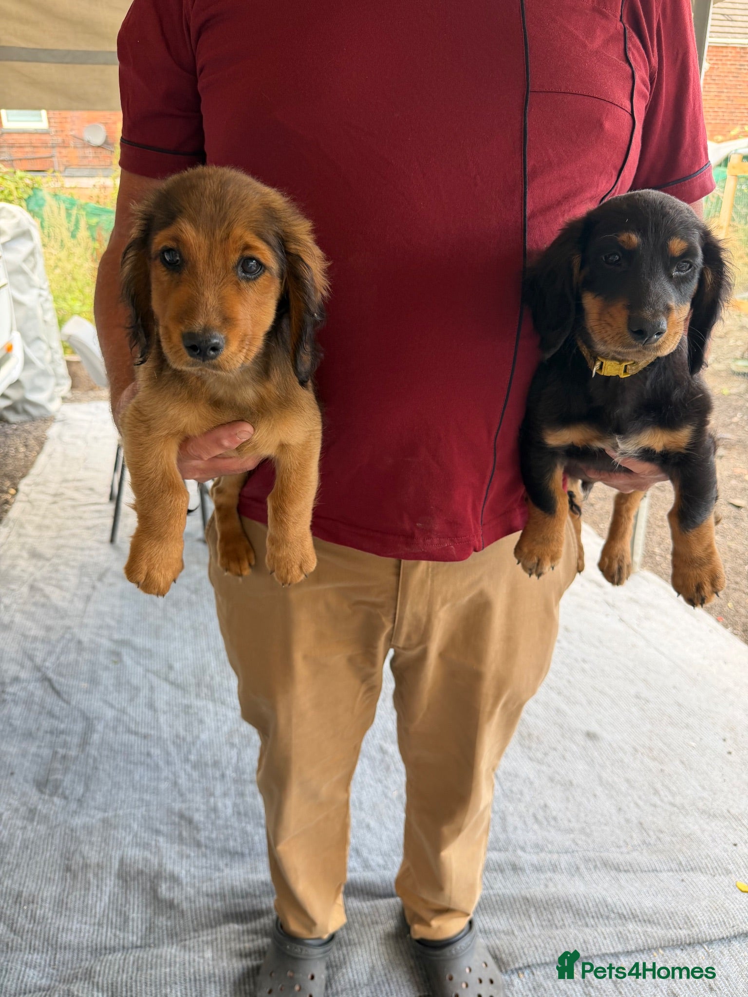 Mixed Breed dogs Puppies for sale  - Advert 4