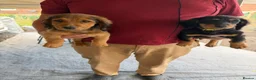 Mixed Breed dogs for sale: Puppies for sale  - Advert 1