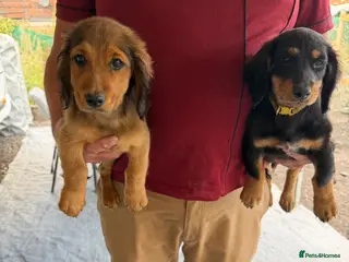 Mixed Breed dogs Puppies for sale - Advert 4