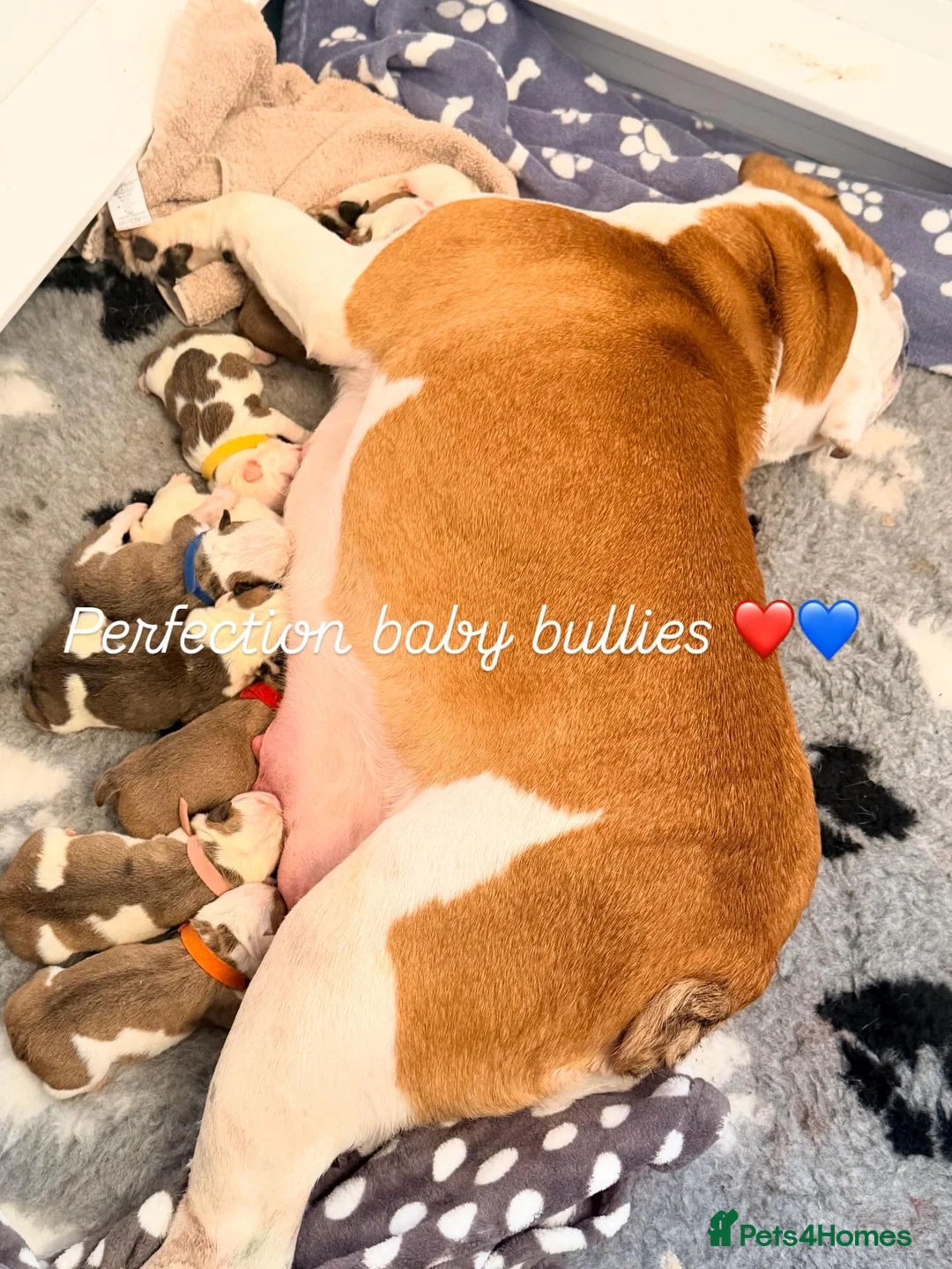 English Bulldog dogs for sale: English bulldogs male / female  - Advert 11