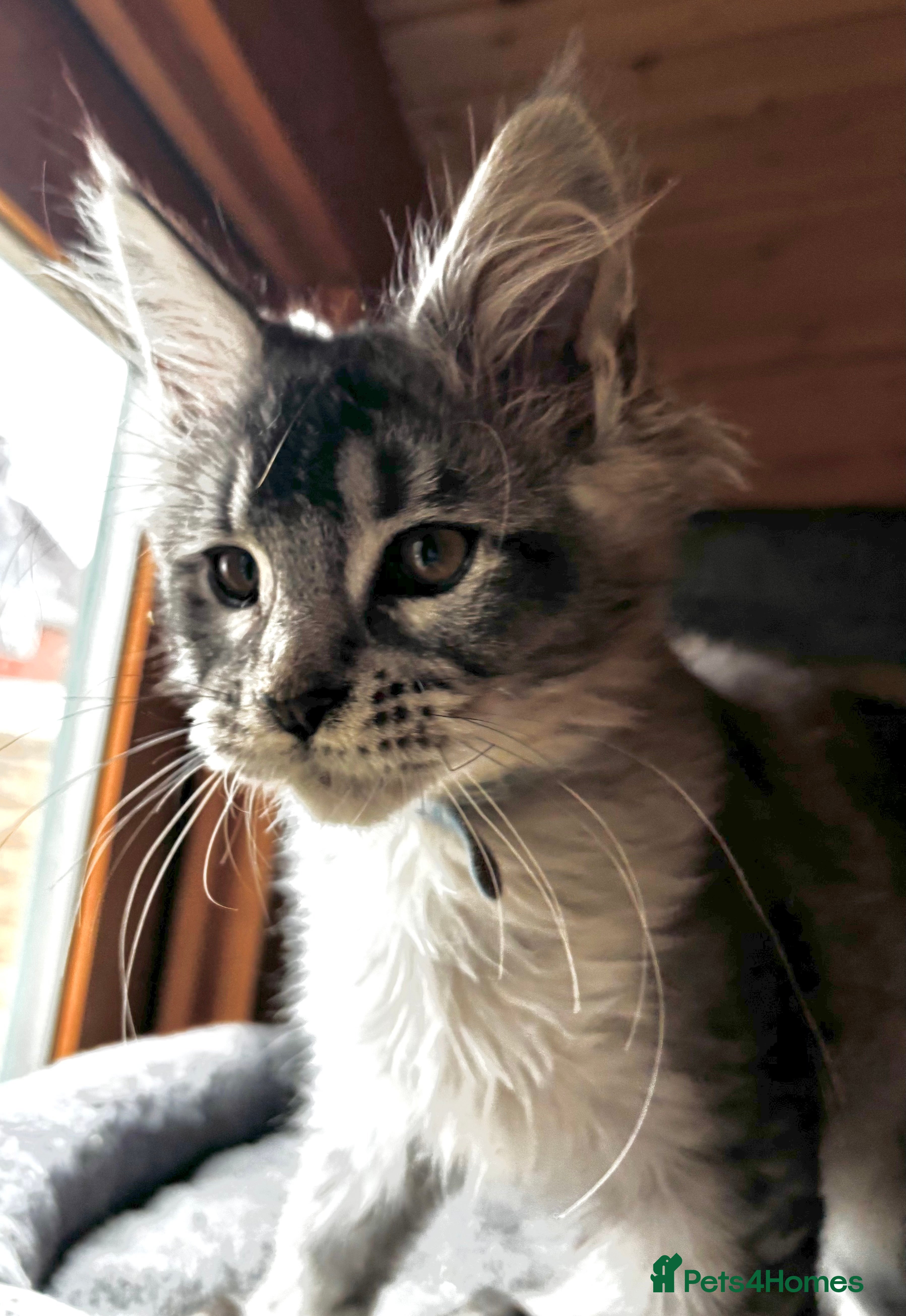 Maine Coon cats GCCF Registered - Silver/white Maine Coon Kittens - Advert 6
