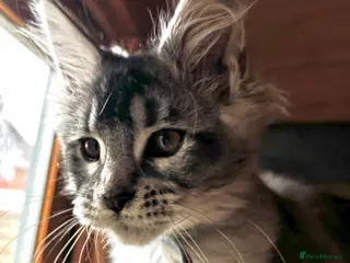 Maine Coon cats GCCF Registered - Silver/white Maine Coon Kittens - Advert 6