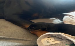 Mixed Breed dogs for sale: Rottweiler x German shepherd male puppies - Image 15