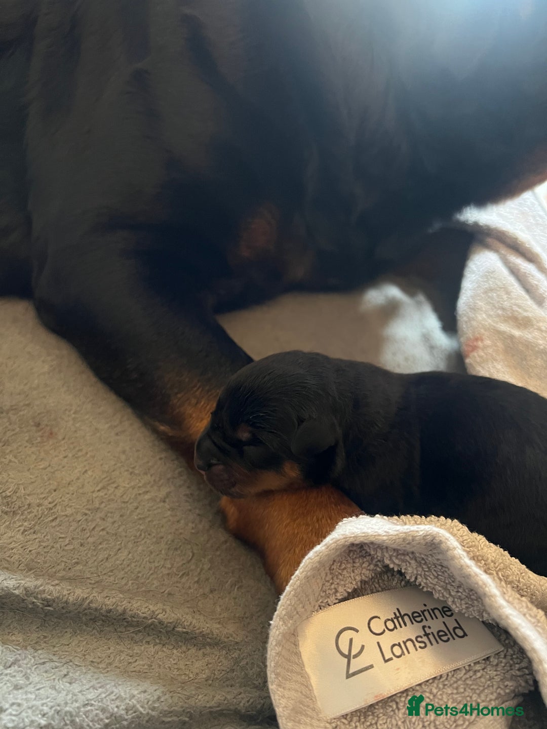 Mixed Breed dogs for sale: Rottweiler x German shepherd male puppies - Image 15