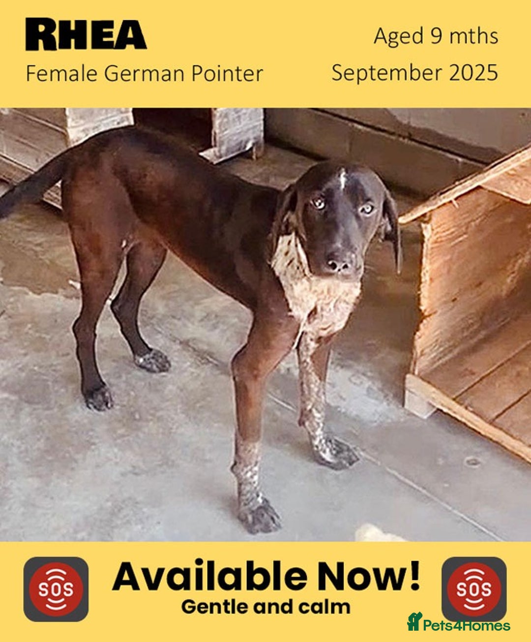 Pointer dogs for adoption: Rhea, 8 mnth approx. IS RESERVED 🎉🎉  - Advert 2