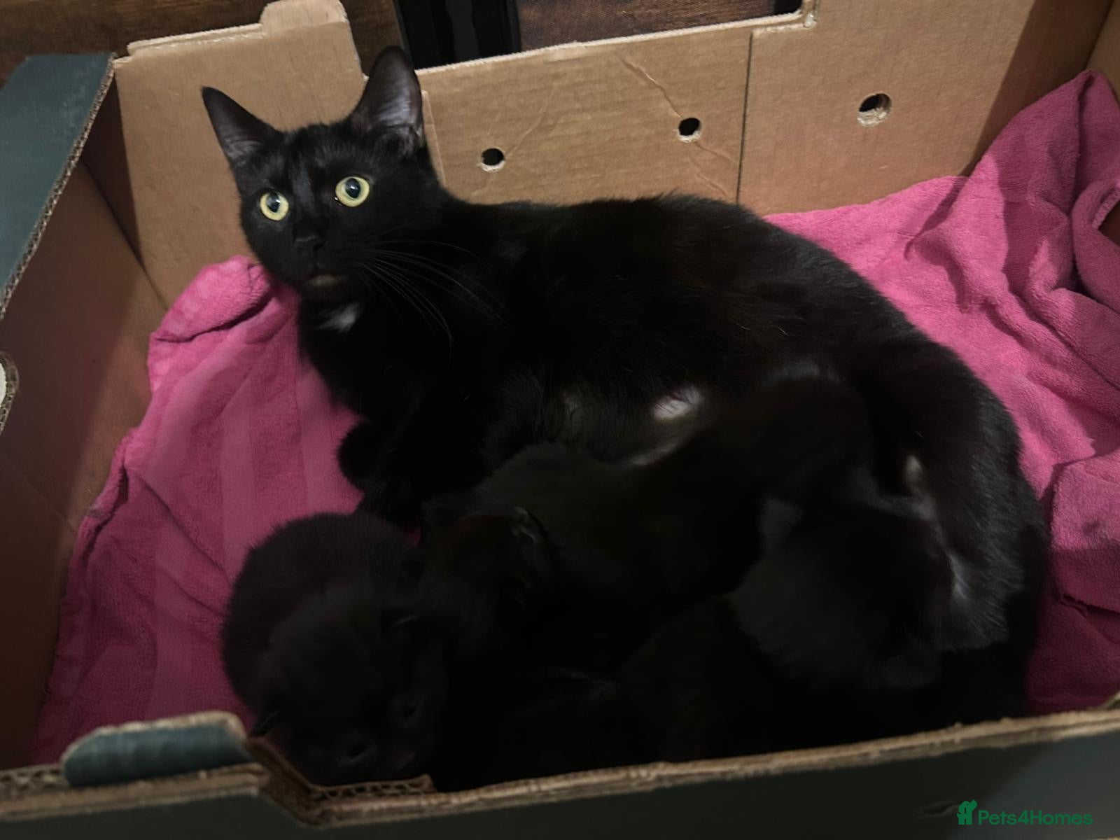 Mixed Breed cats 4 kittens for sale - Advert 1