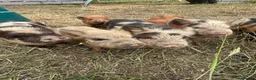 Pig livestock for sale: Beautiful Kune Kune Piglets! Small for great pets! - Advert 4