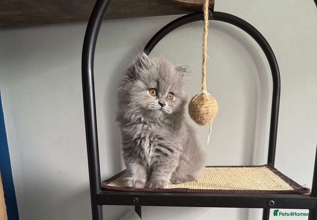 British Longhair cats for sale: GCCF REGISTERED British Longhair Girls  - Image 10