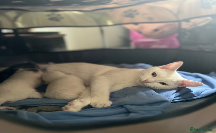 Mixed Breed cats - Advert 12