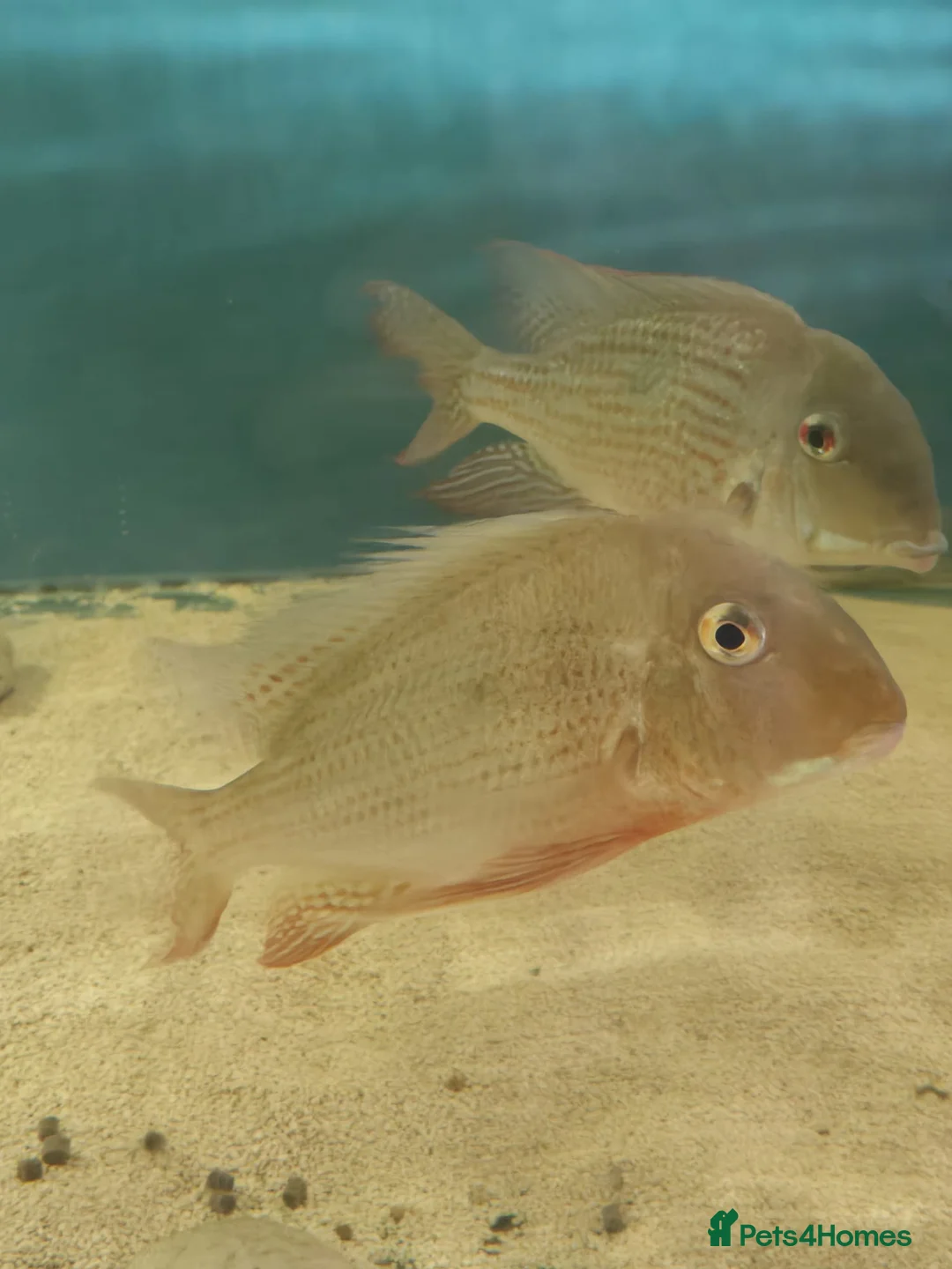 Other/Mixed Breed fish for sale: Geophagus fish - Advert 3