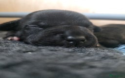 Staffordshire Bull Terrier dogs for sale: Stunning KC Staffs Very Unique colours - Image 10