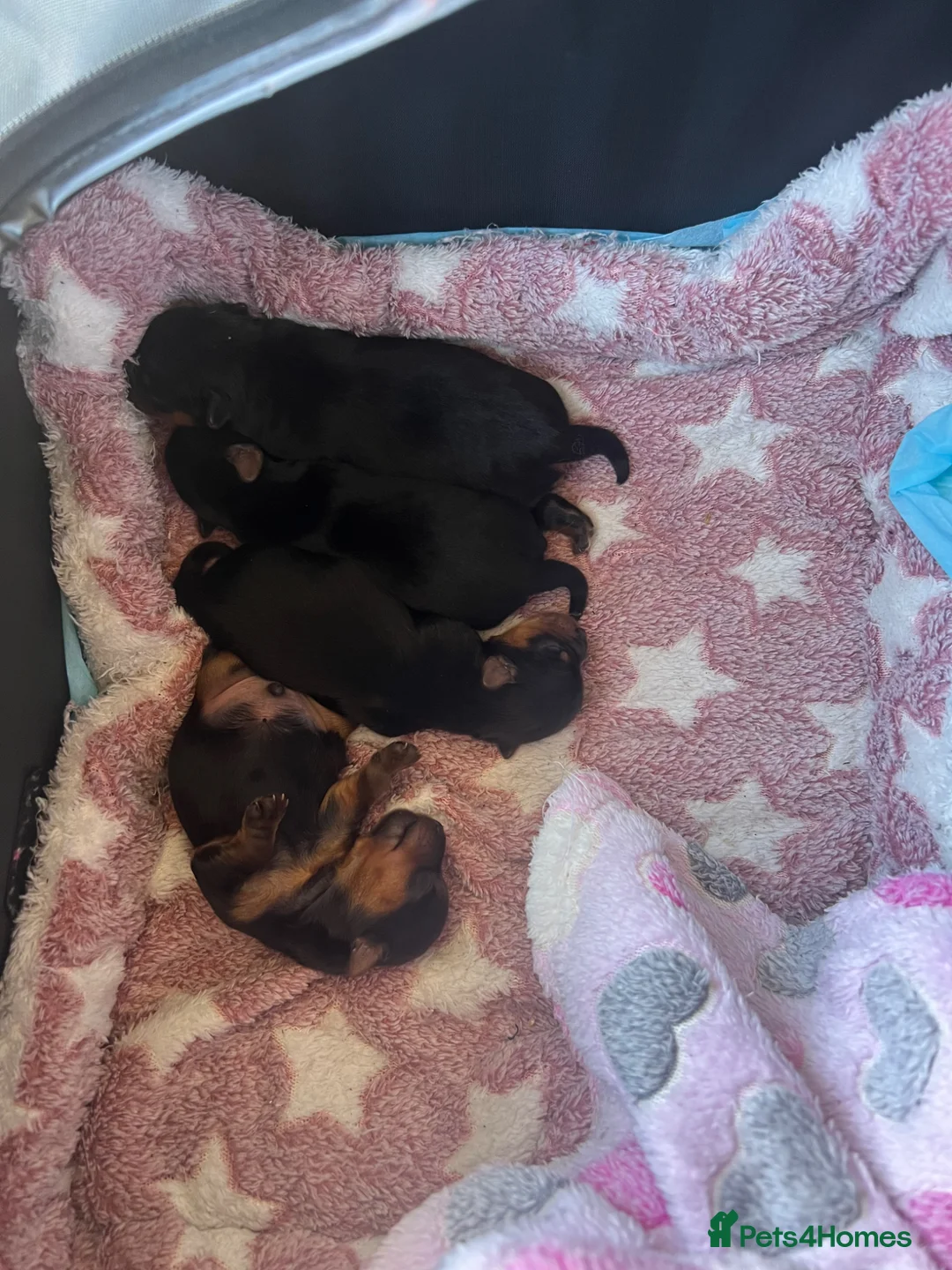 Yorkshire Terrier dogs for sale: Yorkshire terrier miniature - Advert 2