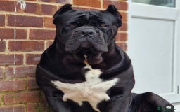 Cane Corso dogs for sale: Yuki & Aries Cane Corso Puppies  - Image 35