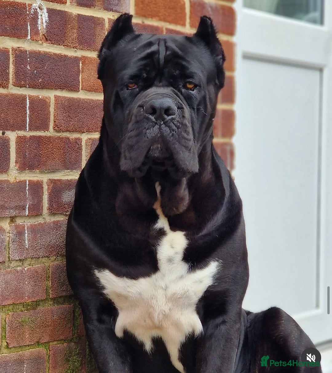 Cane Corso dogs for sale: Yuki & Aries Cane Corso Puppies  - Image 35