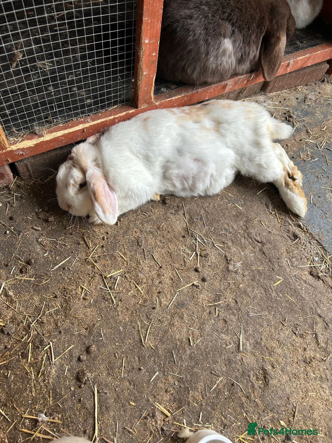 Mini Lop rabbits for sale: Mini Lop Babies - Advert 39