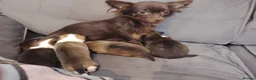 Chihuahua dogs for sale: Mini Chihuahua - Advert 4