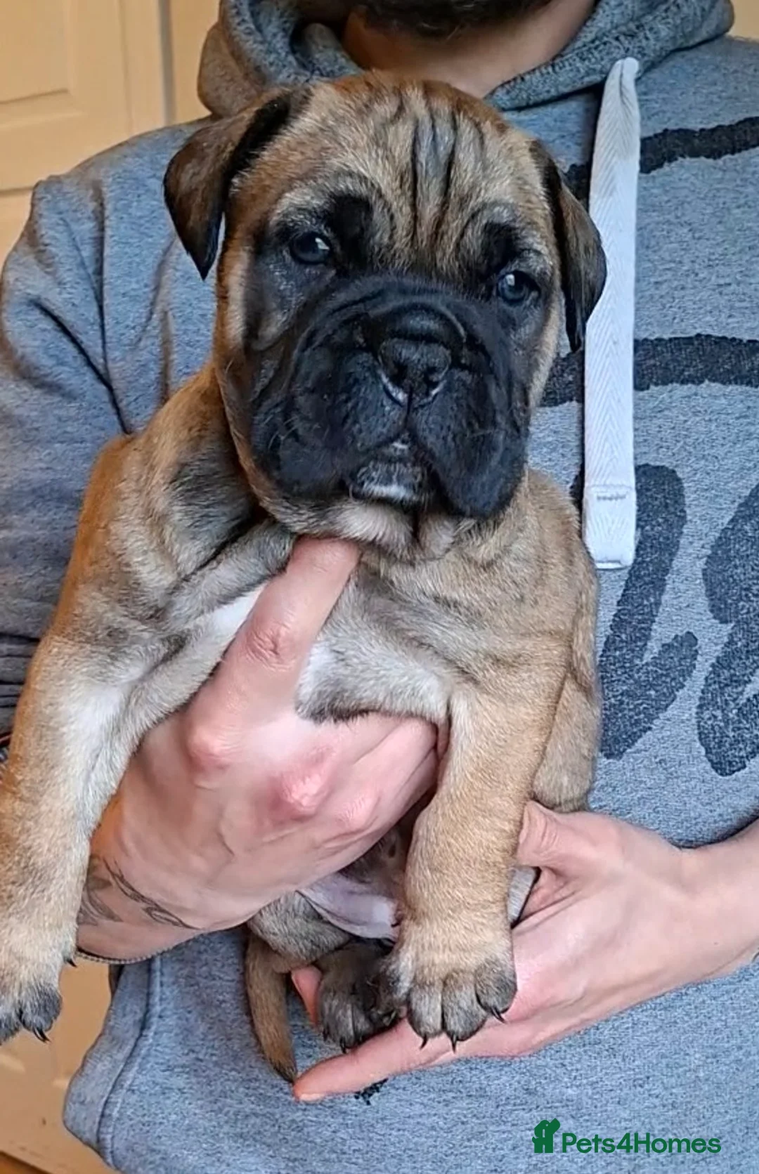 Bullmastiff dogs for sale: Exceptional litter of bullmastiffs  - Advert 2