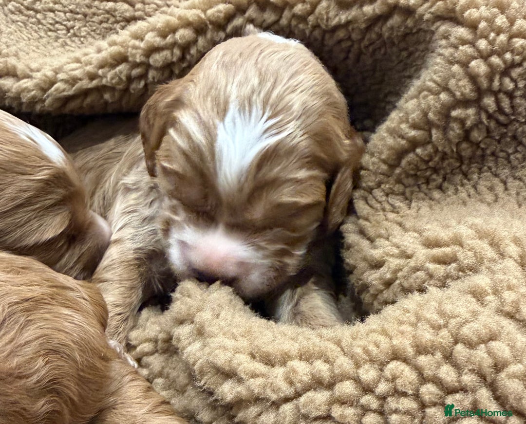 Cockapoo dogs for sale: Fox red F1 cockapoos  - Advert 8