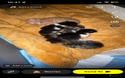 Mixed Breed cats for sale: female kitten  - Image 7
