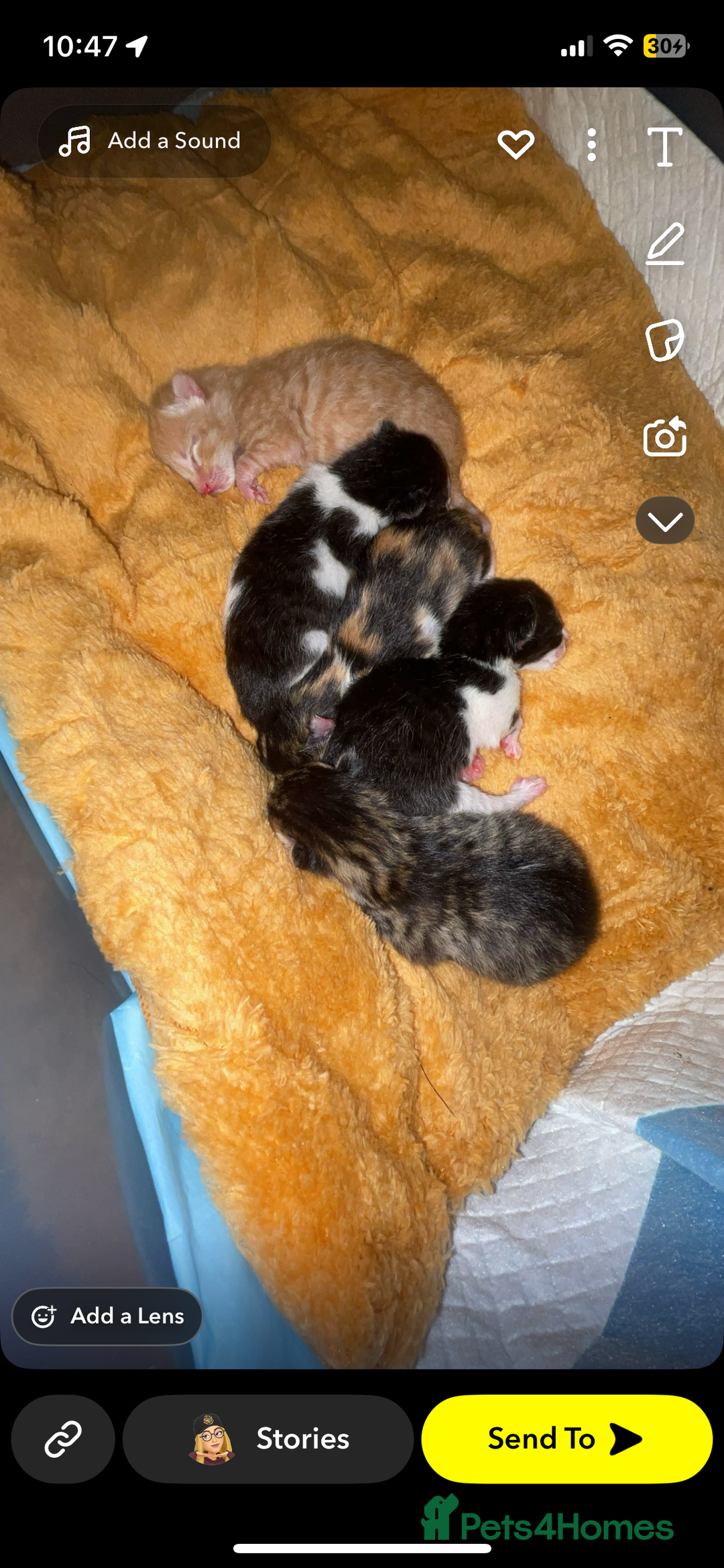 Mixed Breed cats for sale: female kitten  - Image 7
