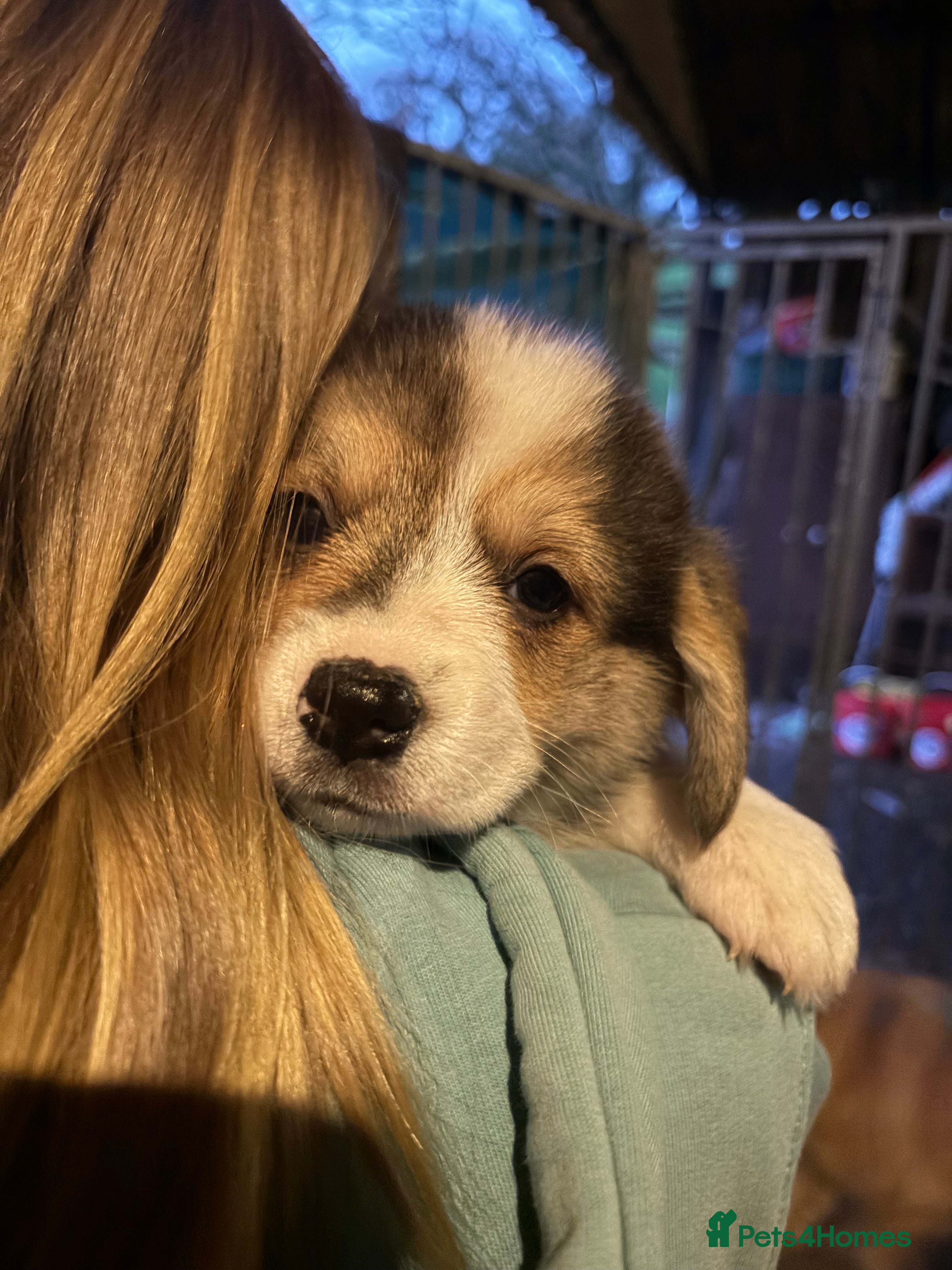 Welsh Corgi Pembroke dogs KC registered PEMBROKESHIRE CORGI puppies. 2M 4F - Advert 1