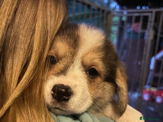 Welsh Corgi Pembroke dogs KC registered PEMBROKESHIRE CORGI puppies. 2M 4F - Advert 5