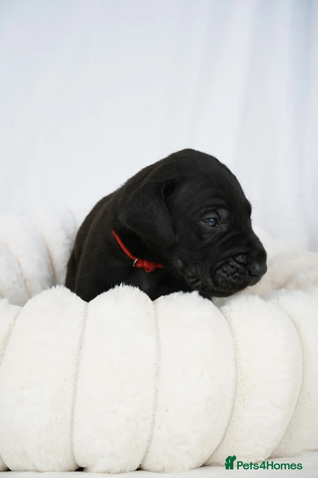 Great Dane dogs for sale: Health Tested KC reg Great Dane puppies - Advert 5