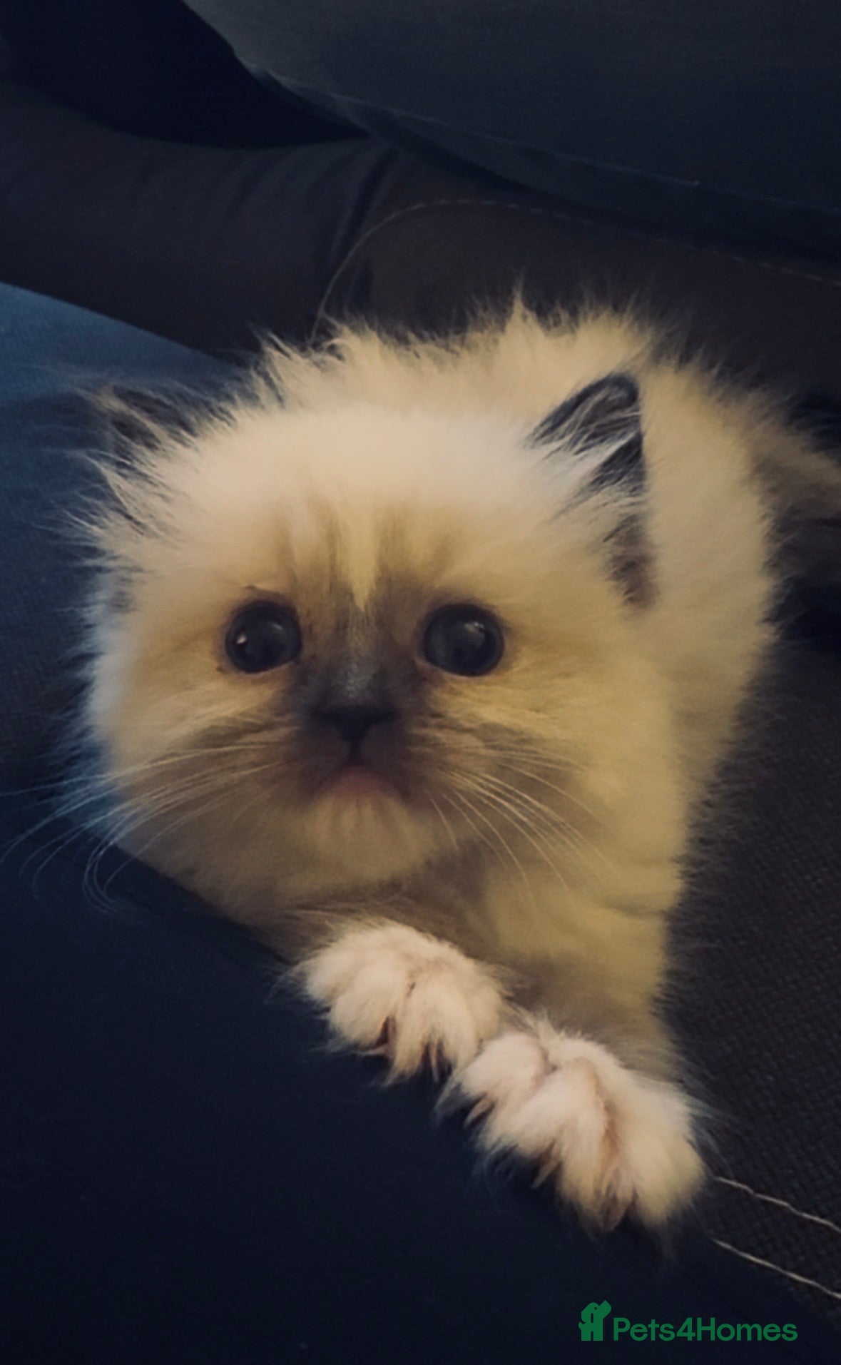 Ragdoll cats for sale: Beautiful full pedigree Ragdoll kittens ❤️😻 - Advert 8