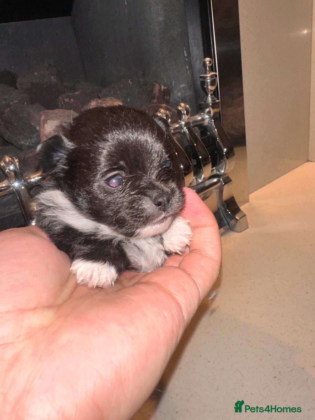 Pomeranian dogs for sale: Champion bloodline Pomeranian puppies  - Image 8