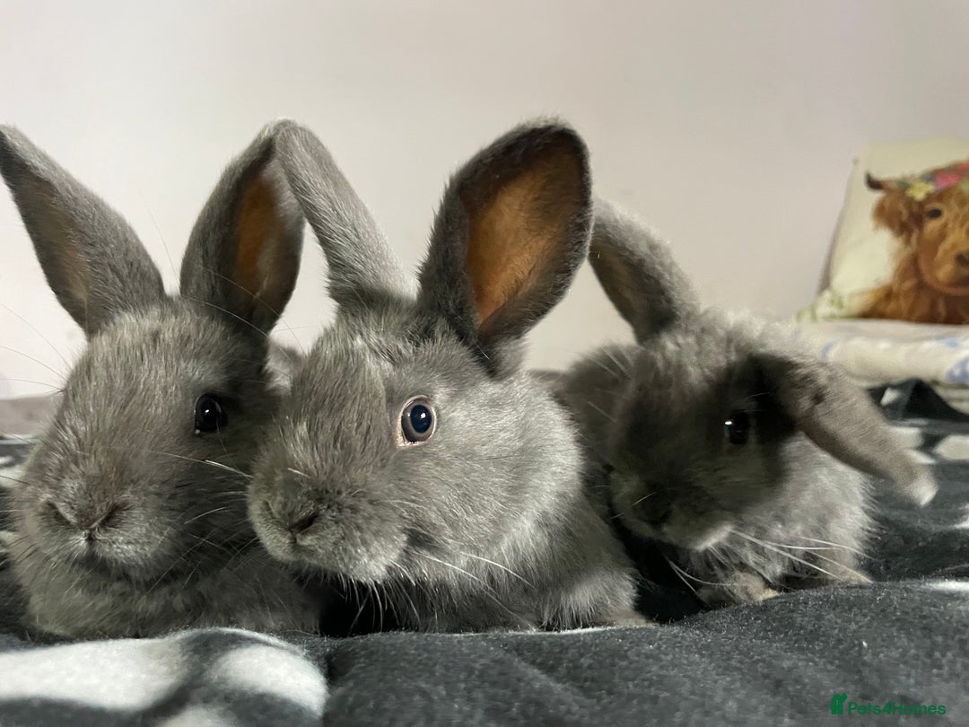 French Lop rabbits for sale: Blue French lopXDutch baby rabbits ready to go now - Image 6