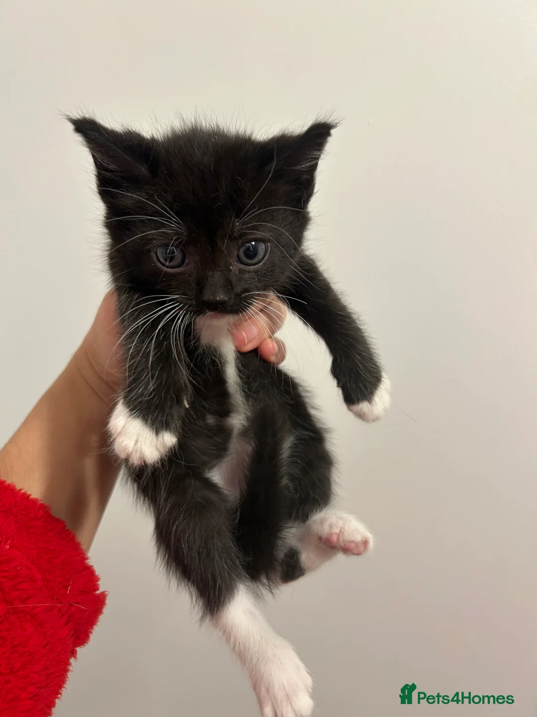 Mixed Breed cats for sale: Cute kittens ready to go open to offers  - Advert 7