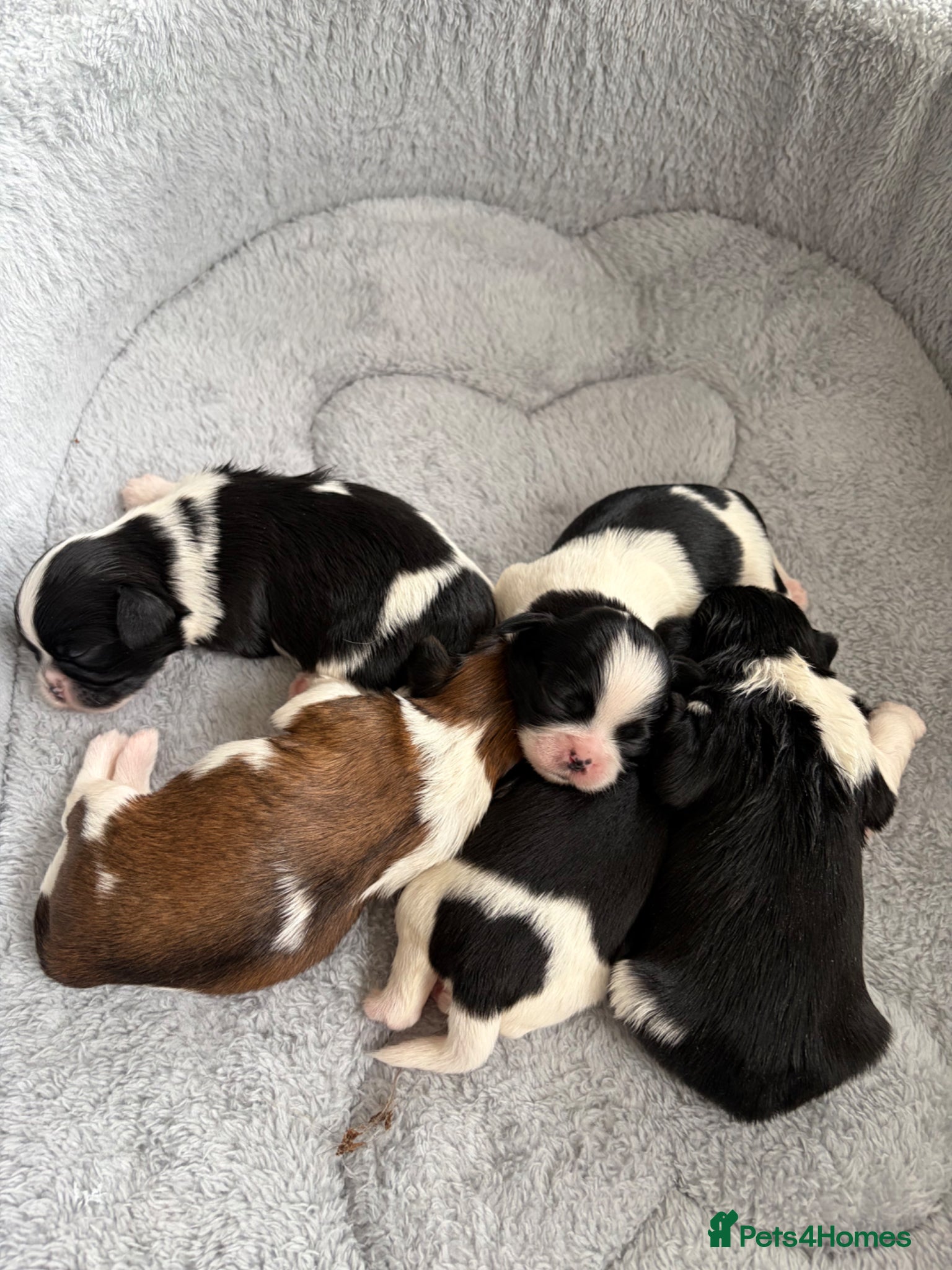 Shih Tzu dogs Beautiful Shih Tzu puppies  - Advert 3