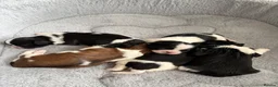 Shih Tzu dogs for sale: 1 BOY left  - Advert 5