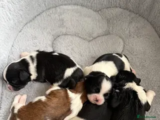 Shih Tzu dogs Beautiful Shih Tzu puppies - Advert 3