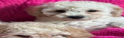 Poochon dogs for sale: 🌺3 POOCHON GIRLS in CHESHIRE🌺-Ready Fri  - Advert 14