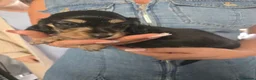 Miniature Dachshund dogs for sale: Miniature Dachshunds - Advert 10