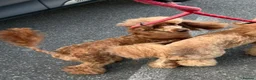 Miniature Poodle dogs for sale: Miniature poodle female  - Advert 3