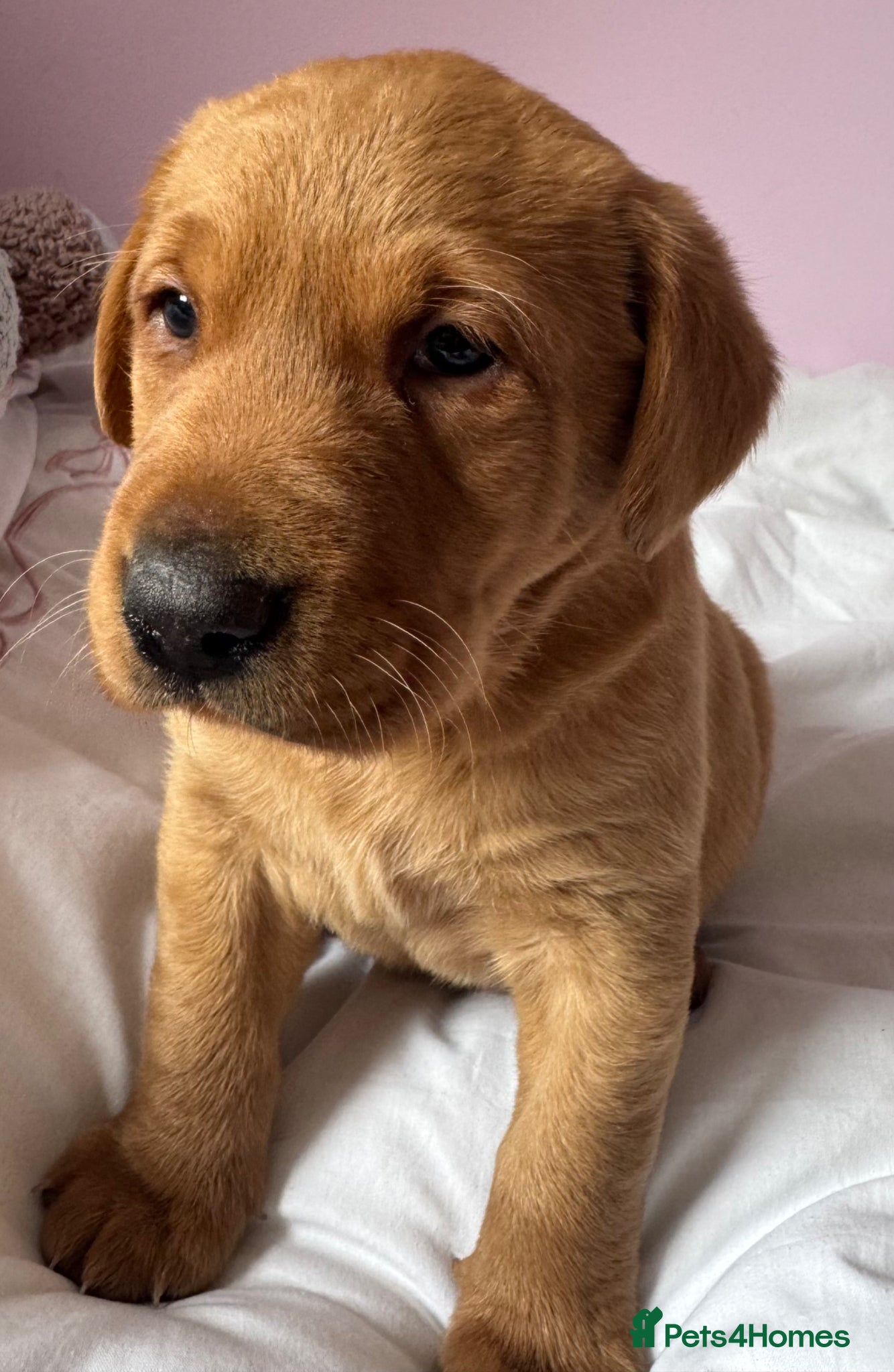 Labrador Retriever dogs for sale: Labrador pups fox red and black  - Advert 24
