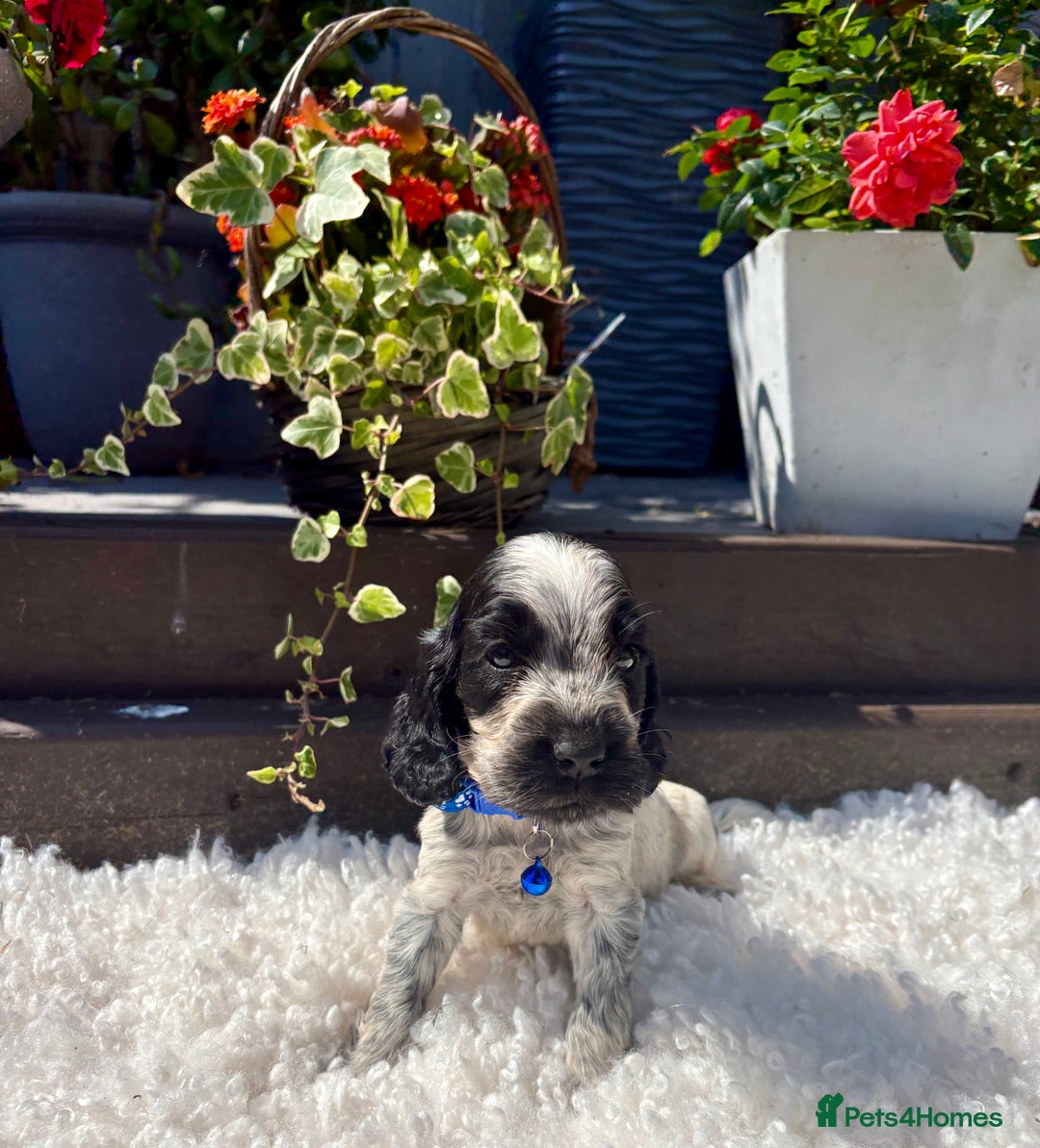 Cocker Spaniel dogs for sale: show type cocker spaniels puppies * ready now  - Image 23