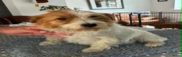 Jack Russell dogs for sale: K.C. Registered Jack Russell bitch - Advert 2