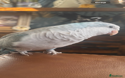 Parrots birds for sale: Beautiful Quaker parrot  - Image 4