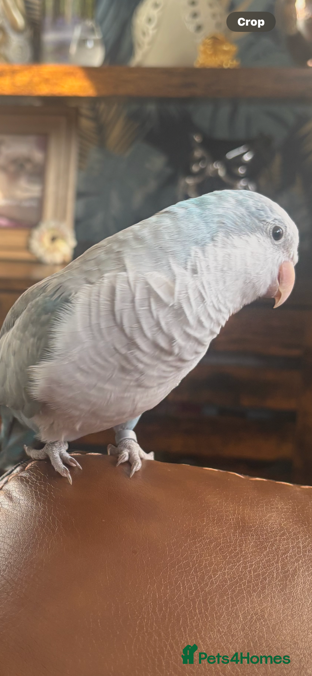 Parrots birds for sale: Beautiful Quaker parrot  - Image 4