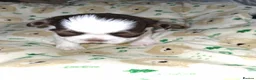 Shih Tzu dogs for sale: Imperial dobie shih tzu - Advert 12