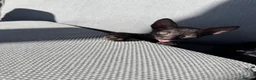 Cornish Rex cats for sale: Beautiful Cornish Rex’s ready for their new homes - Advert 24