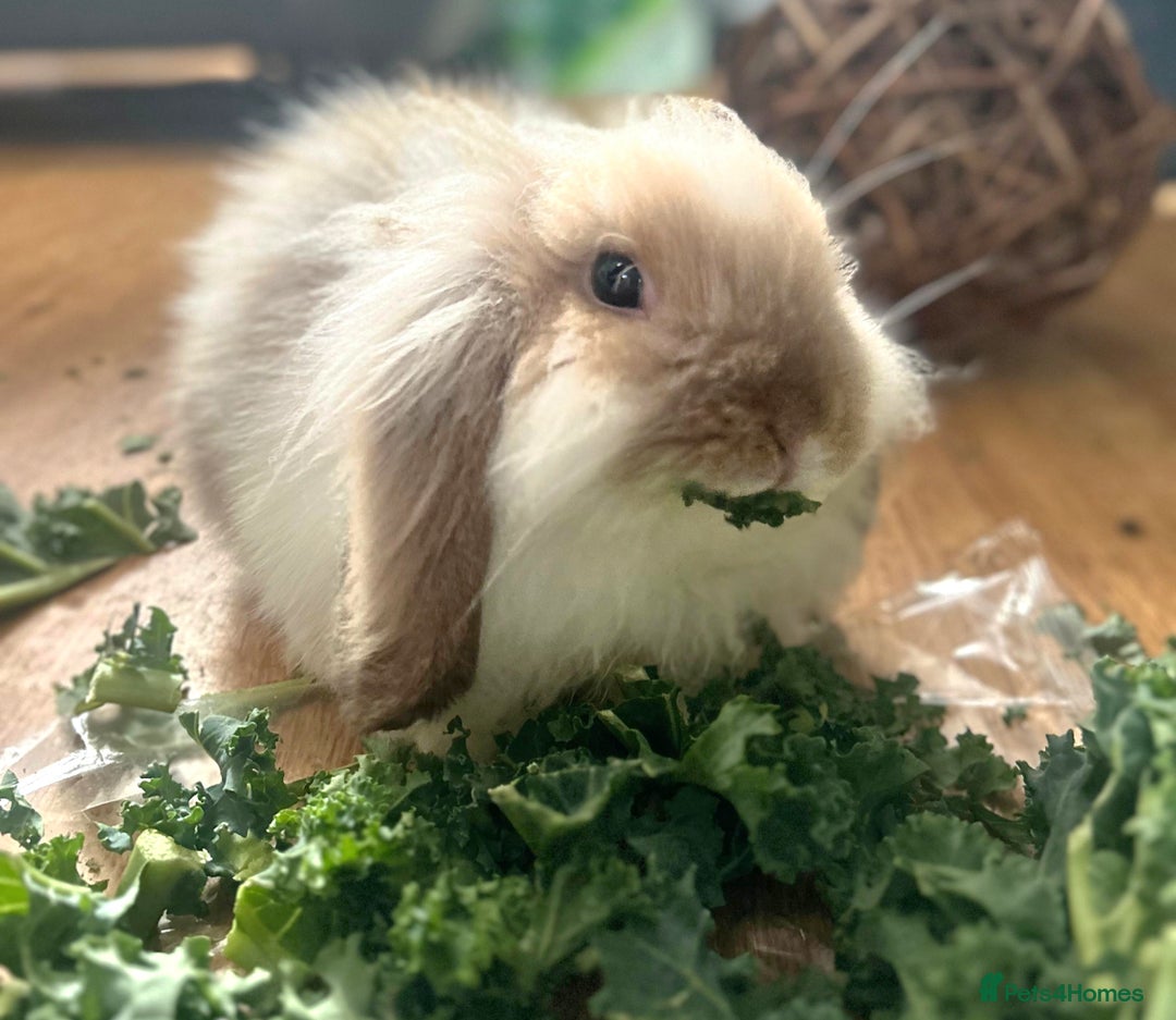 Mini Lion Lop rabbits for sale: CUTE MINI LION LOP BUCK - Image 2